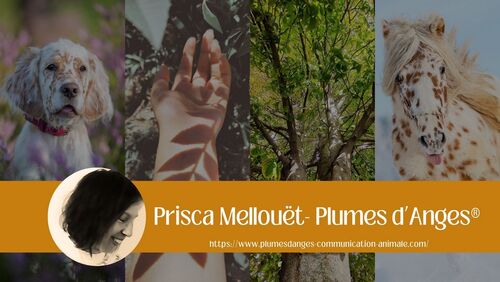 Madame MELLOUET PRISCA Madame MELLOUET PRISCA